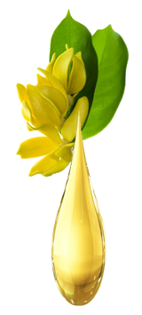 Mani+Pedi™ Cuticle OIL  *Ylang-Ylang (Roll-On) 1/2 FL. OZ.
